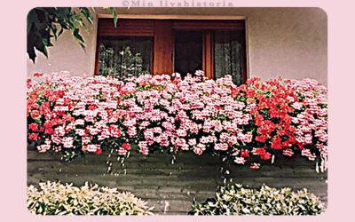 FLYTTEN TILL ITALIEN