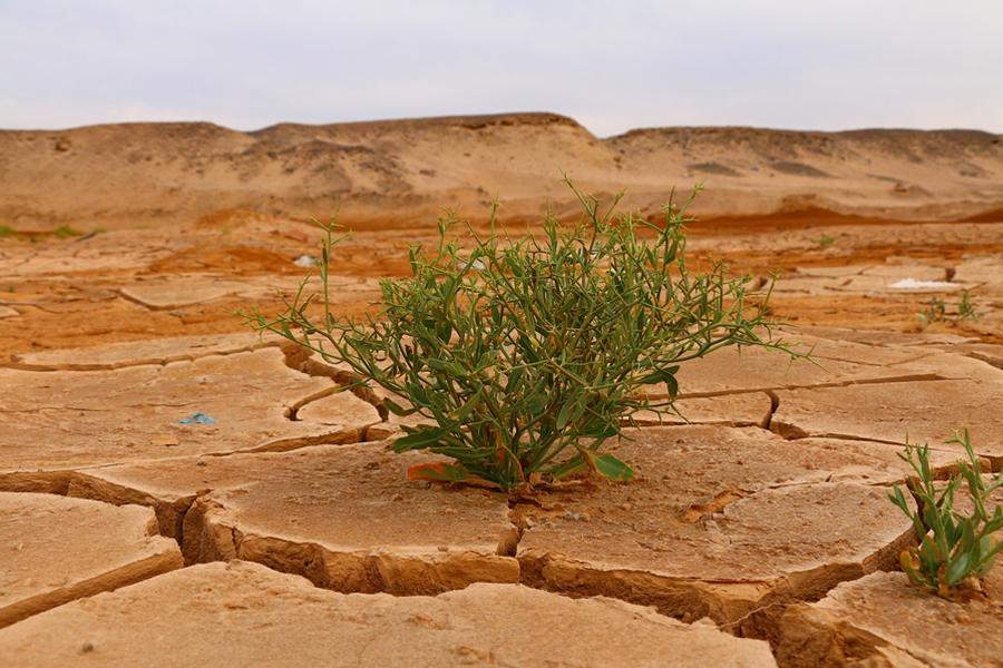 DE SKRÄMMANDE KLIMATFÖRÄNDRINGARNA