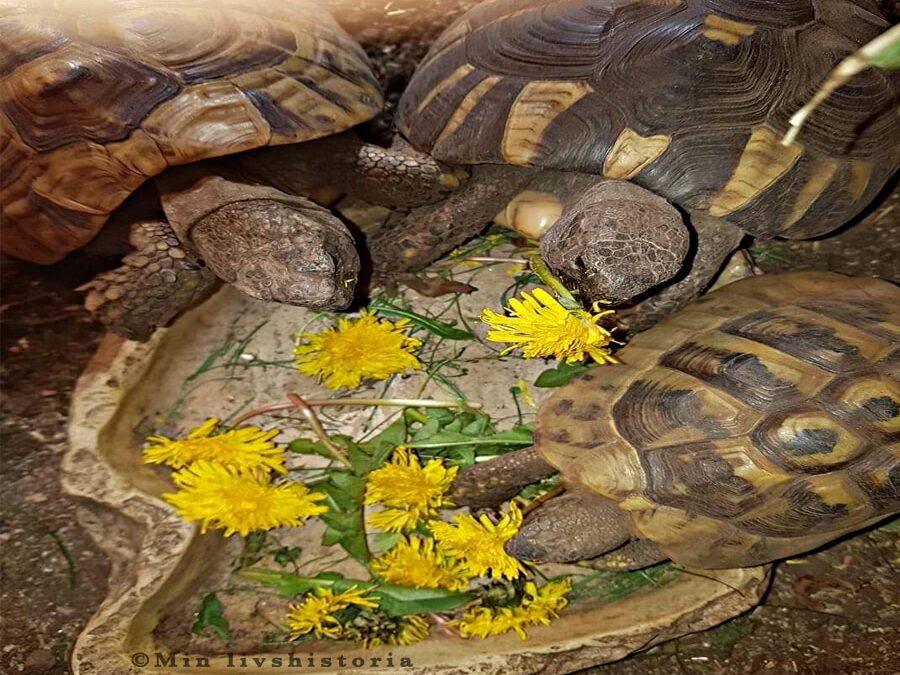Mina 2 sköldpaddor