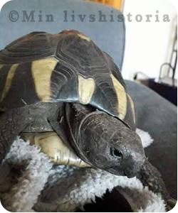 Mina 2 sköldpaddor