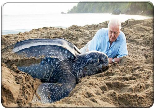 ikonen David Attenborough