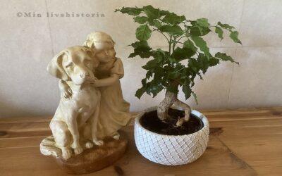 UTVECKLINGEN AV SYN OCH PERCEPTION