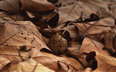 HÖSTDEPRESSION ELLER VINTERDEPRESSION?