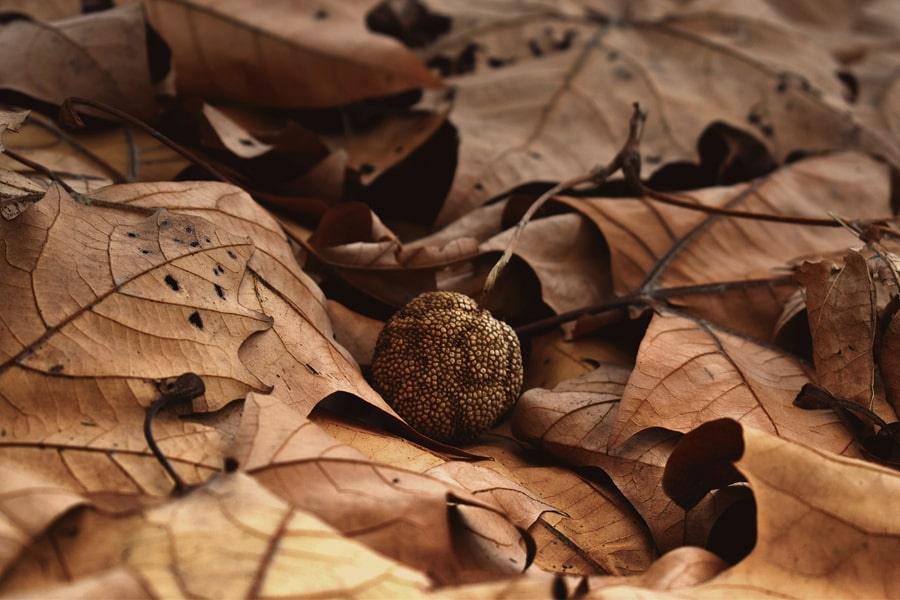 Höstdepression eller vinterdepression