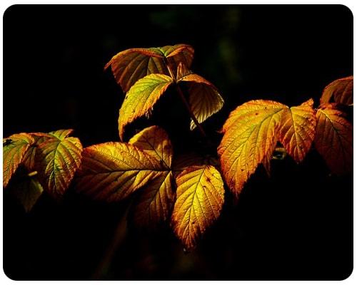 Höstdepression eller vinterdepression