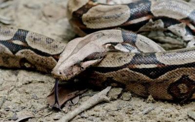 KUNGSBOAN- KUNGEN AV CONSTRICTORS