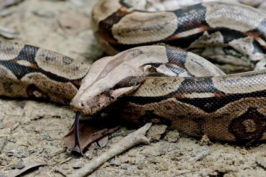 KUNGSBOAN- KUNGEN AV CONSTRICTORS