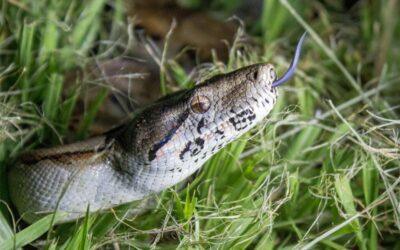 BOA IMPERATOR NICARAGUA