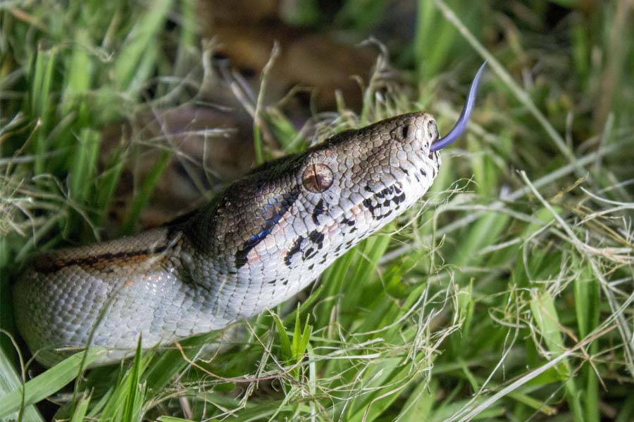 BOA IMPERATOR NICARAGUA