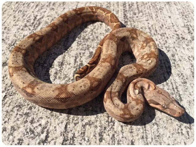 Hog Island boa-en unik art från Karibien